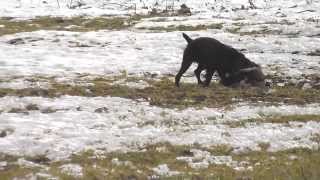 Boykin Spaniel Husker tackles and retrieves Canada Goose [upl. by Ahsinak337]