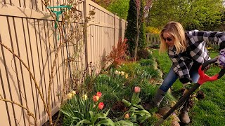 Transplanting Panicle Hydrangea amp Trimming Bergenia 💪😎🌸 Suburban Oasis [upl. by Ronn]