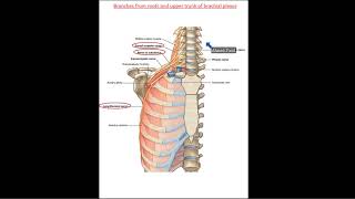 Nerves of Upper Limb 1 from roots and upper trunk of brachial plexus  Dr Ahmed Farid [upl. by Leakcim28]