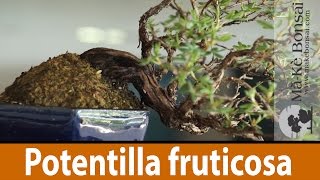 122 Potentilla fruticosa Bonsai Tree Care of a great Flowering Bonsai Trees for Beginners [upl. by May]