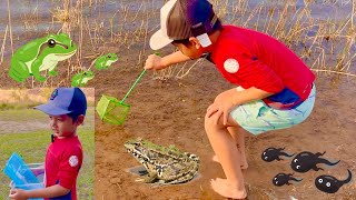 Attempt to Catch 20 Frogs and 100 Tadpoles [upl. by Oterol]