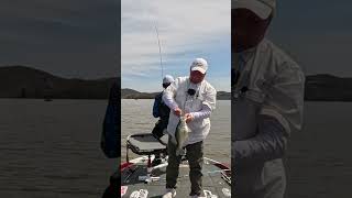 Huge Lake of the Ozarks Crappie shorts bnmpoles [upl. by Loma]