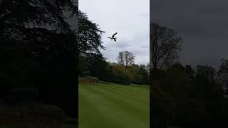 Lugger Falcon Catches Lure [upl. by Lenwood168]