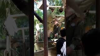 A Breakdown on the Jungle Cruise Watch what happens Disneyland [upl. by Engenia601]