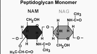 Peptidoglycan and Chitin structural polysaccharides Microbiology [upl. by Hoffman]