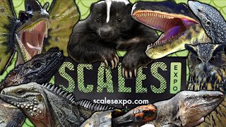 Scales Expo 2024 REPTILE SHOW West Palm Beach FL [upl. by Lainey687]