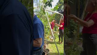 homegarden homegardening farmingandigrowit beautiful beautiful tiktok tiktokvideo [upl. by Ruddy]