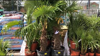 The Largest Palm Tree Purchase in the UK [upl. by Sklar]