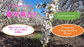 プロヴァンスお花見散歩春アーモンド畑 Balade dans les champs de fleurs amandiers en printemps [upl. by Marlow]