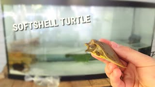 NEW SOFT SHELL TURTLE FOR TURTLE TANK [upl. by Timmi]