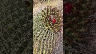 Fish Hook Barrel Cactus🌵 [upl. by Igig]