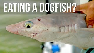 We Cooked a Dogfish [upl. by Mcferren247]