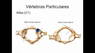 Anatomía Humana  Cuello y Vértebras [upl. by Naujad]