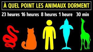 Les Animaux Qui Dorment Le Plus [upl. by Mariko660]