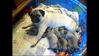 Adorable Pug Puppies Nursing and Playing [upl. by Nwahsyar59]