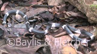 Sri Lankan Krait Sri Lanka 20110207092242mp4 [upl. by Natala745]