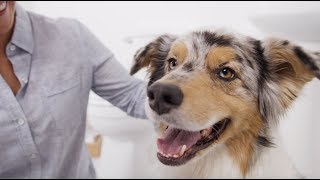 How to Brush a Dog’s Teeth amp Why Dog Dental Care is Important  Petco [upl. by Sitnerp838]