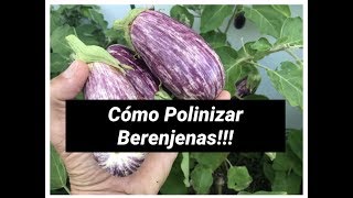 Como Polinizar Flores de Berenjenas [upl. by Aneert]