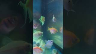 New tank mates aquarium fish parrotfish like [upl. by Sela]