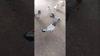 phonk anime edit music аниме pigeon kabootar bird kabutarlovarms [upl. by Milly]