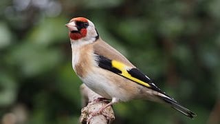 Meine Vögel 1 Stieglitz Carduelis carduelis  Werner Dippon [upl. by Atilef493]