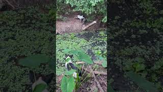 Two dogs team up to catch and pin reptile in Kamphaeng Phet Thailand [upl. by Herc450]