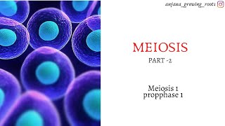 MEIOSIS  Malayalam  Meiosis 1  Prophase 1  Pachytene  Diplotene  Diakinesis [upl. by Winne]