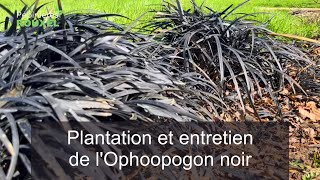 Focus sur lOphiopogon noir  Les Graminées [upl. by Hahn803]