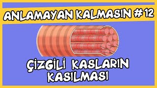 Anlamayan Kalmasın 12 Çizgili Kasların Kasılması [upl. by Ydnahs]