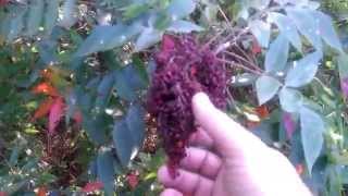 Wild Edibles 10 Sumac [upl. by Benoite]