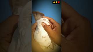 Saharanpuri 🫶pigeon🤪 comment me bataaao👌 kaise kabutar👑 hai llike 👍and 🤞🐦 subscribe kar do ♥️🤪 [upl. by Ludie]