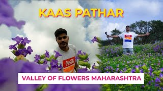 Valley Of Flowers  Kaas Pathar 2024  Satara  Booking  Time To Visit  Maharashtra [upl. by Huskey]