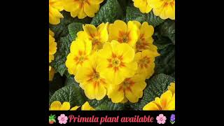 🪻🪴🌸Primula plant available 🌸🪻🪴18 colours availableAll India home 🏠 delivery 🚚 [upl. by Enra]