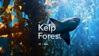 Peaceful Kelp Forest  Relax or sleep to this meditative underwater scene  fish and sharks [upl. by Mills179]