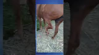 🐴 Fracture of metatarsus bone in a horse 🐴 [upl. by Pamela]