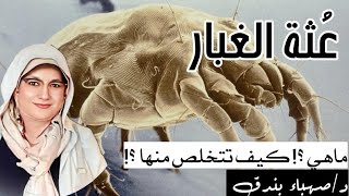 ماذا تعرف عن عُثة الغبار ؟  كيف تتخلص منها ؟ [upl. by Negam]