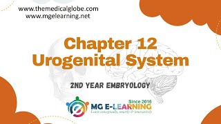 Chapter 12 Urogenital System Embryology [upl. by Ehrsam649]