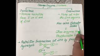 Endonuclease and Exonuclease  how restriction enzymes make cut [upl. by Had]