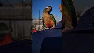 Green cheek conure [upl. by Cassandra]