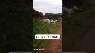 Salukis Puppy Zoomies 💨 saluki puppy dogshorts shorts cutepuppies [upl. by Aerdnaid677]