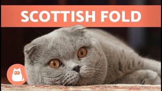 SCOTTISH FOLD CAT BREED 🐱 Characteristics Care and Health 🐾 [upl. by Euqinitram]