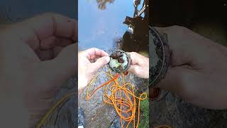 Magnet Fishing Earing magnetfishing treasure shorts [upl. by Hak]