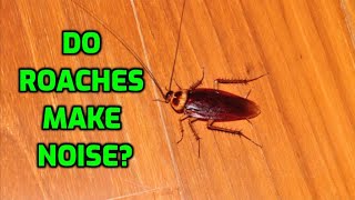 Do Roaches Make Noise [upl. by Wynne]