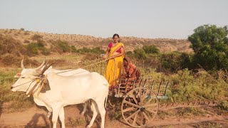 Jabardast bulls running like they are in bullock cart race [upl. by Noiram40]