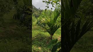 1 year age Arecanut and Coffee Plantation plantation coffee arecanut arecanutfarming viralvideo [upl. by Thompson]