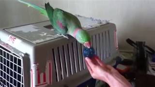 Gentle Parrot Training  Rasta The Alexandrine Parrot [upl. by Nyleahcim]