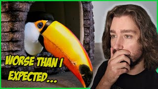 Rehab toucans concerning first day home [upl. by Berrie]