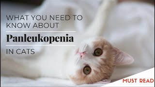 panleukopenia virus in cats [upl. by Surdna]