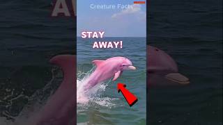 Stay Away From This Dolphin 😨 [upl. by Robbie704]