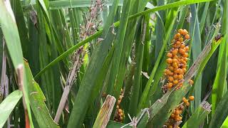 Lomandra longifolia [upl. by Acissev140]